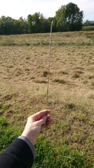 Thinopyrum elongatum