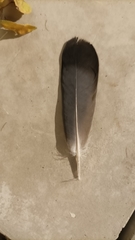 Columba livia domestica