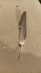 Columba livia domestica