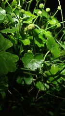 Hydrocotyle ramiflora