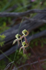 Caladenia roei