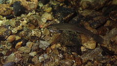 Oreonectes platycephalus