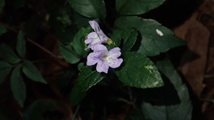 Strobilanthes tetrasperma