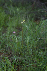 Caladenia roei