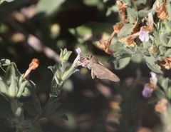 Torbenlarsenia gemella