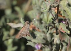 Torbenlarsenia gemella