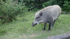 Sus scrofa moupinensis