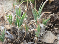 Aloe verecunda