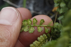 Asplenium viride image