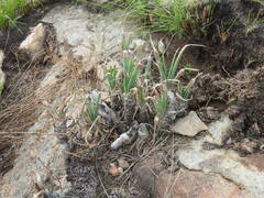 Aloe verecunda