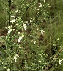 Teucrium kraussii