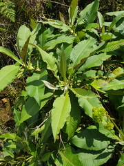 Jessea cooperi