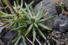 Chrysanthemum integrifolium