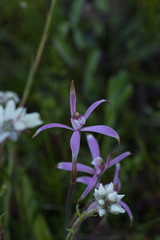 Caladenia hirta rosea