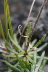 Chrysanthemum integrifolium