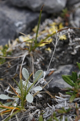 Physaria arctica