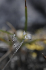 Physaria arctica