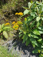 Jessea cooperi