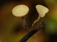 Lanzia luteovirescens