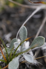 Physaria arctica