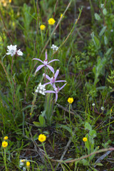 Caladenia hirta rosea