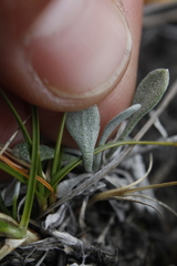 Physaria arctica