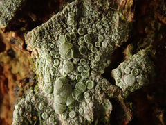 Lecanora conizaeoides
