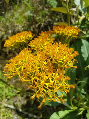Jessea cooperi