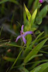 Caladenia hirta rosea