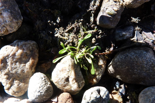 Cardamine lacustris