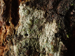 Lecanora conizaeoides