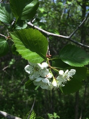 Crataegus suborbiculata
