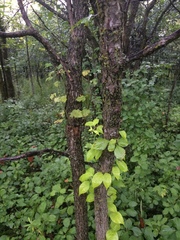 Crataegus suborbiculata