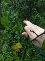 Crataegus suborbiculata