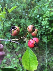 Crataegus suborbiculata