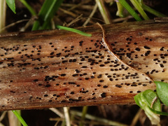 Lophodermium paeoniae