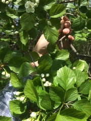 Crataegus suborbiculata