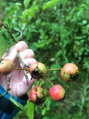 Crataegus suborbiculata