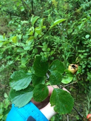 Crataegus suborbiculata