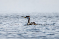 Rollandia microptera