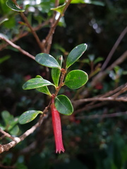 Gonocalyx pterocarpus