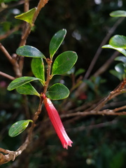 Gonocalyx pterocarpus