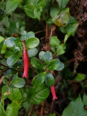 Gonocalyx pterocarpus