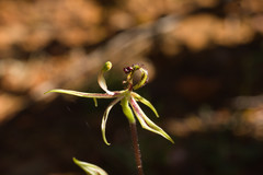 Caladenia mesocera