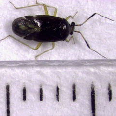 Deraeocoris maoricus