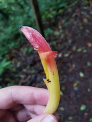 Columnea lepidocaula