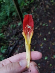 Columnea lepidocaula