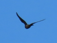 Falco columbarius image