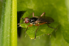 Phrosia albilabris