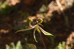 Caladenia mesocera